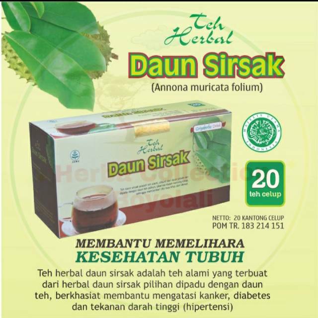 Teh Herbal Daun Sirsak Untuk Menjaga Kesehatan Dan Turunkan Kolesterol Indonesia