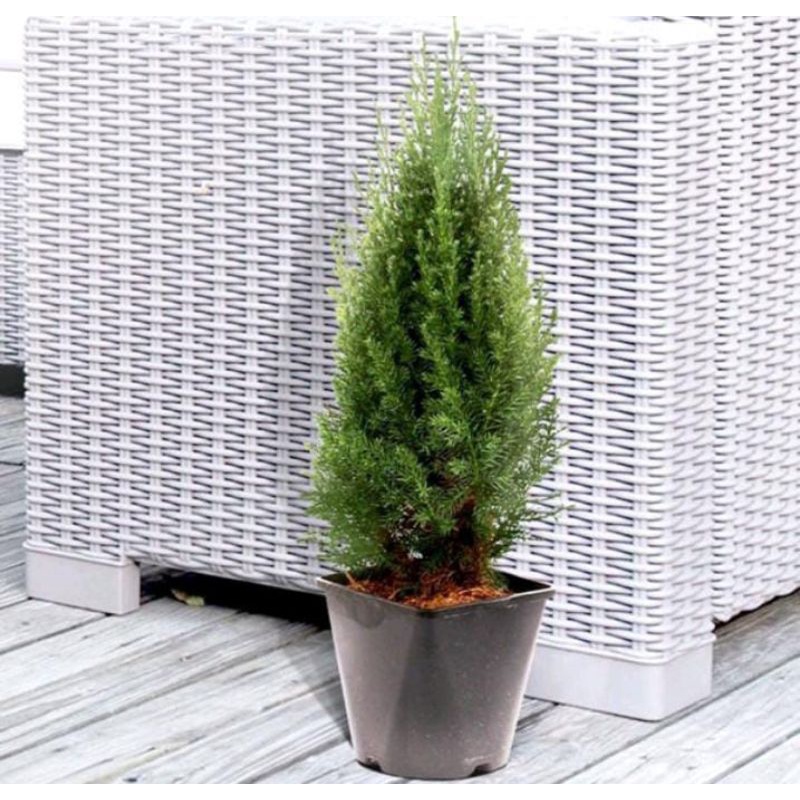 tanaman hias Cemara embun juniperus communis hibernica