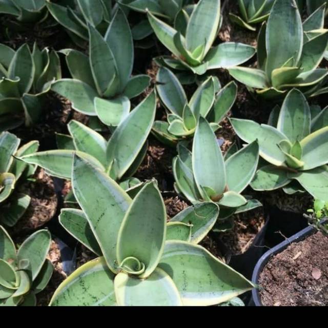 Tanaman hias sansivera mini green silver