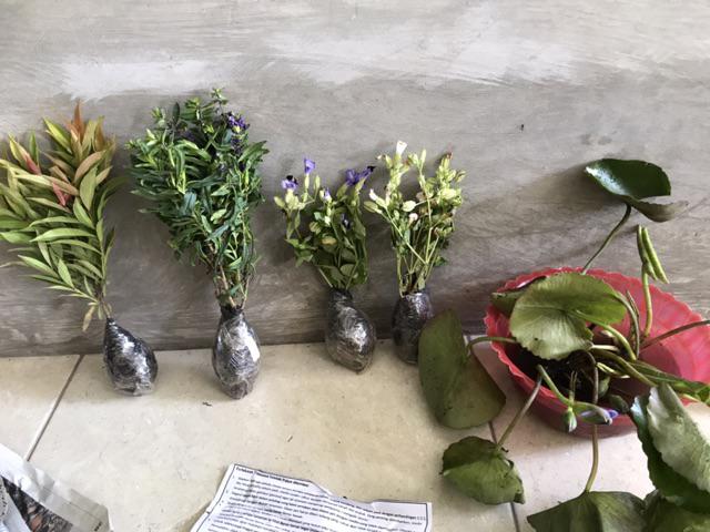 Tanaman Hias Torenia Pink
