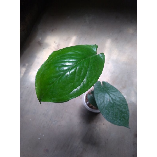 amydrium medium hijau
