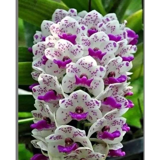 PROMO!!! TANAMAN HIAS ANGGREK DENDROBIUM// UNGU MINT