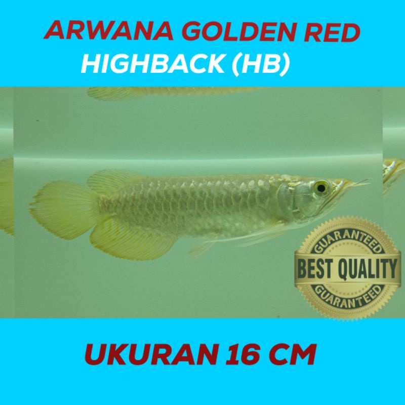 Arwana Golden Red HB - 16 cm