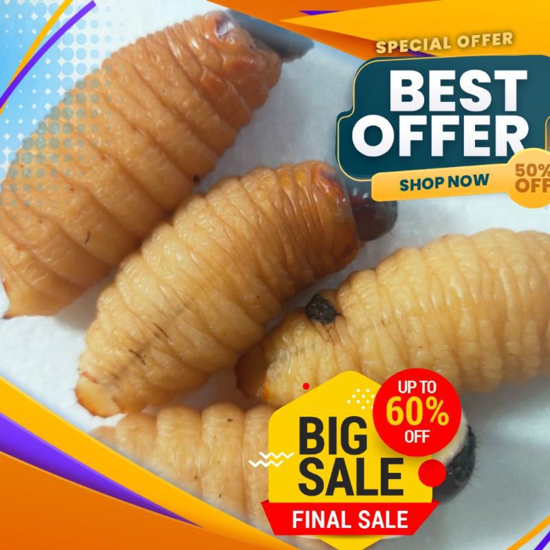 Ulat sagu untuk umpan pancing /10 biji