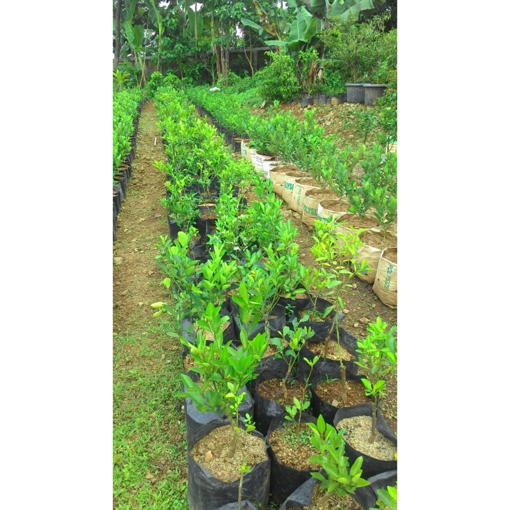 Asli Bibit Buah Jeruk Purut *_@