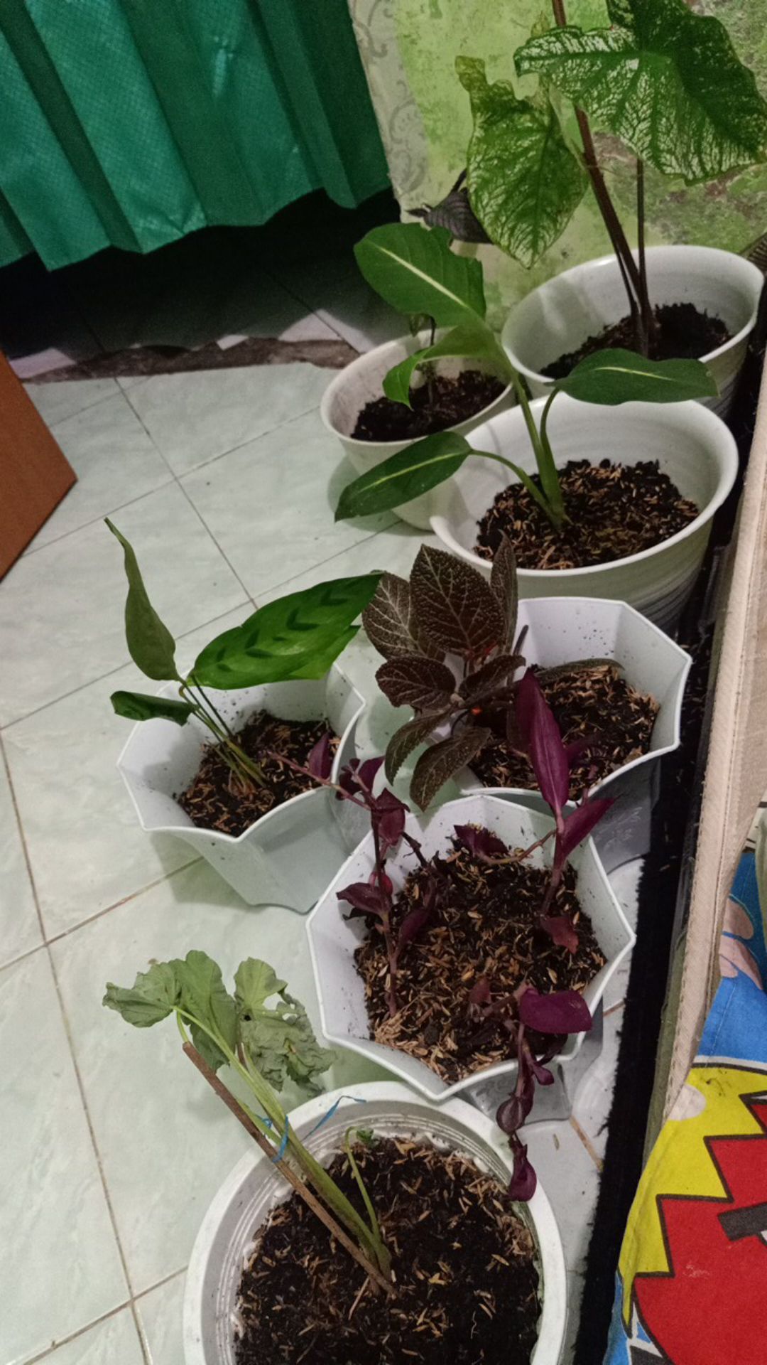 5 Batang Zabrina Gantung