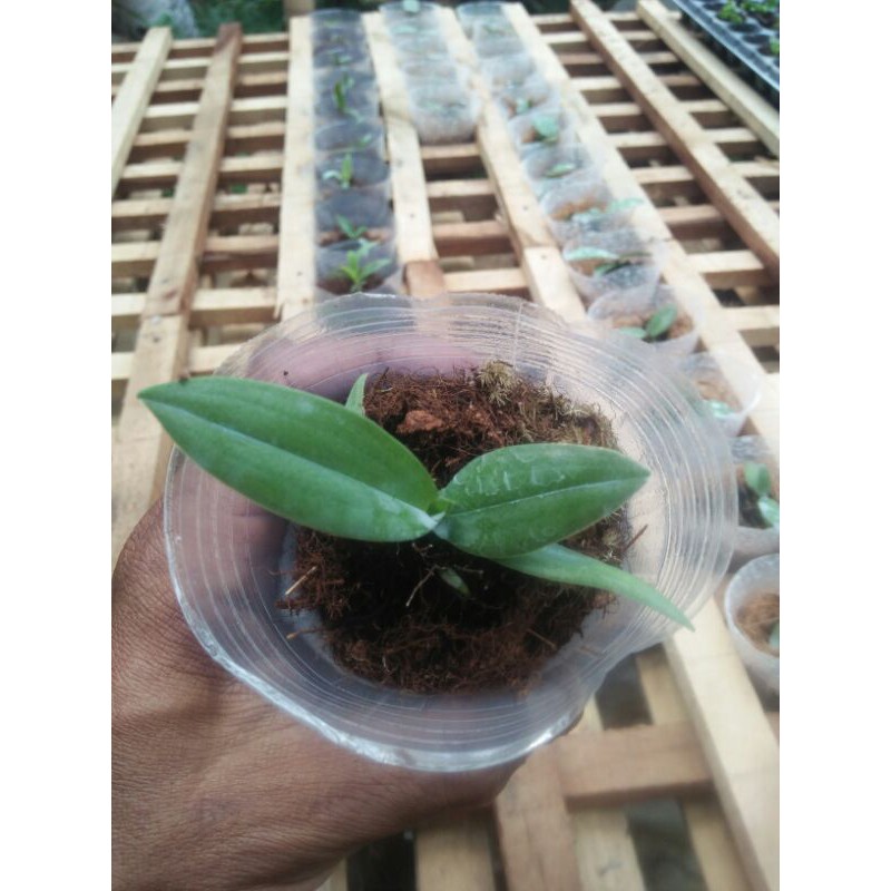 Doritis pulcherrima blue