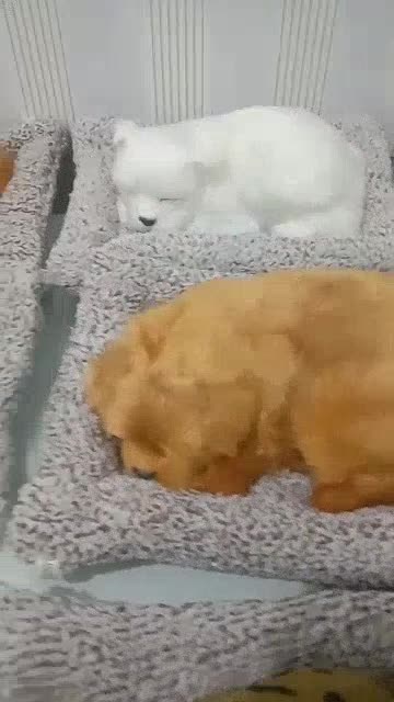 Arang Bambu Penghilang Bau Mobil Pajangan Anjing Doggy Kitty | Shopee Indonesia