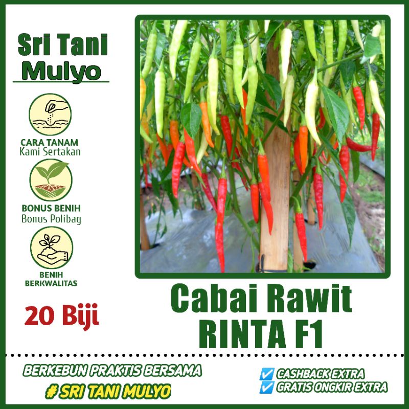 20 Biji - Benih Cabai Rawit Annum Hibrida RINTA F1 - Bintang Asia Bibit Sayuran Benih Sayuran Cabai 