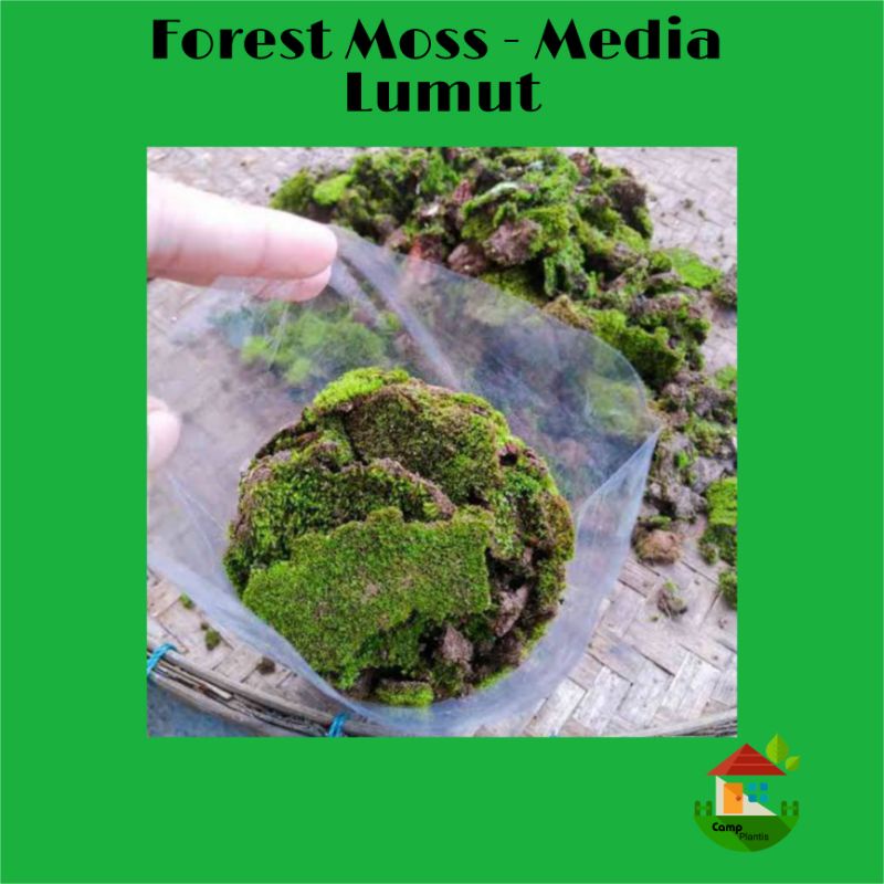 Media tanaman lumut - Forest Moss 1kg