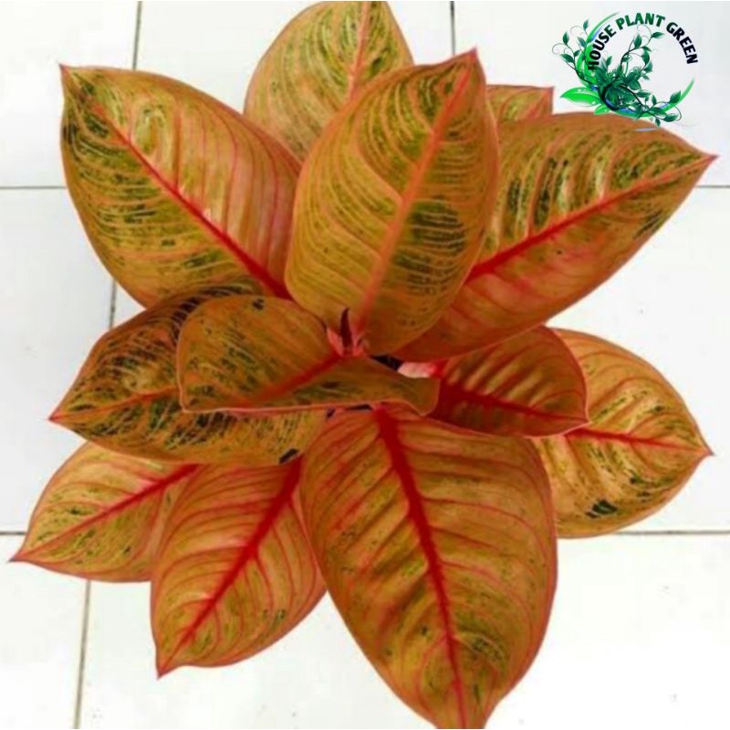 Aglonema Kresna konon - Tanaman hias Aglonema kresna konon dewasa Rumpun