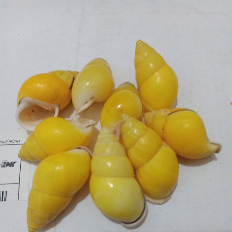 KEONG DARAT/ BUTOTI KUNING