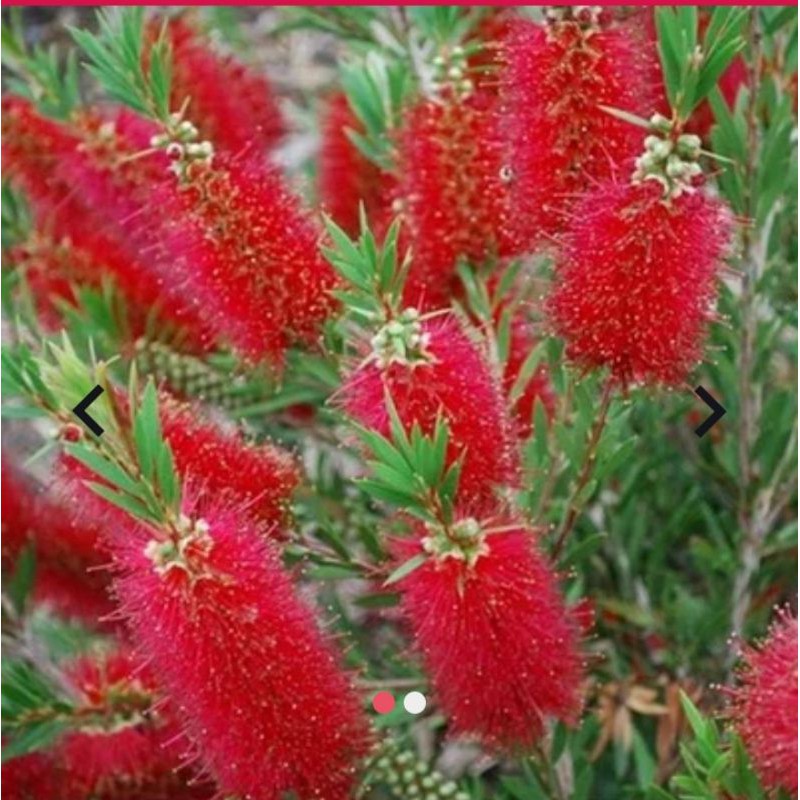 bibit bunga sikat botol