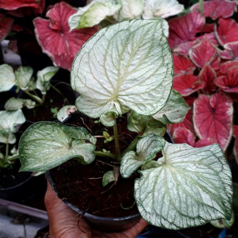 caladium white jaguar remaja besar