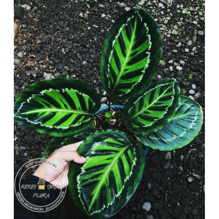 Tanaman Hias Calathea Linden - Calathea Linden - Bunga Calathea