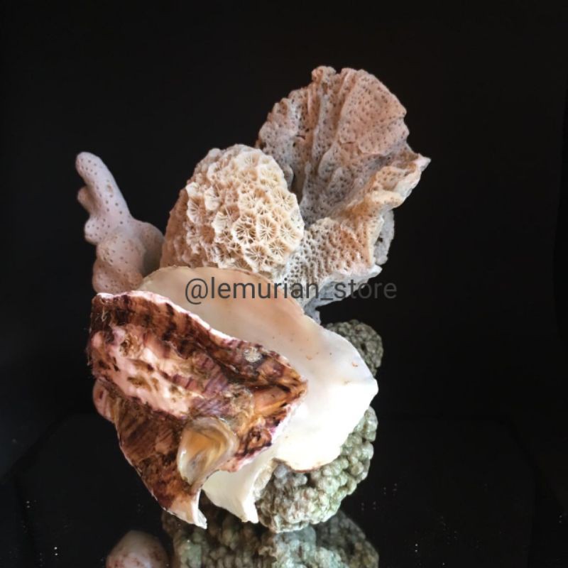 BATU KARANG LAUT ASLI// aquarium/ aquascape/ corallaut/batu/laut/terumbu karang/deadrock/premium