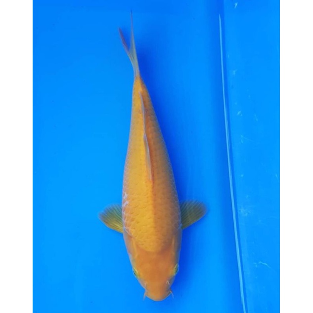 ikan koi ogon size 15 - 17cm