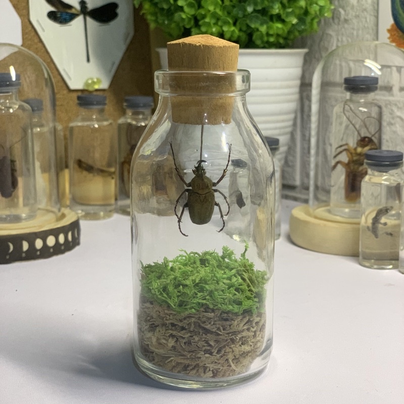 Insektarium Kumbang / Terrarium Artificial / awetan serangga