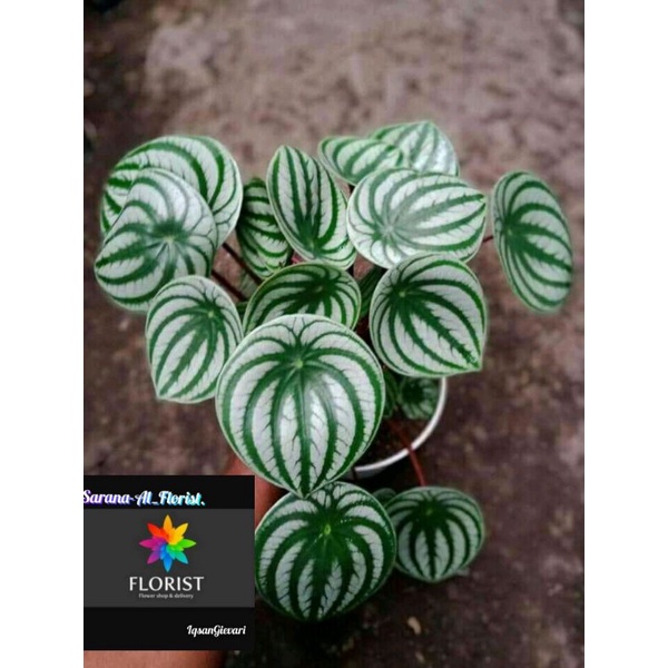 Peperomia watermelon daun besar super rimbun
