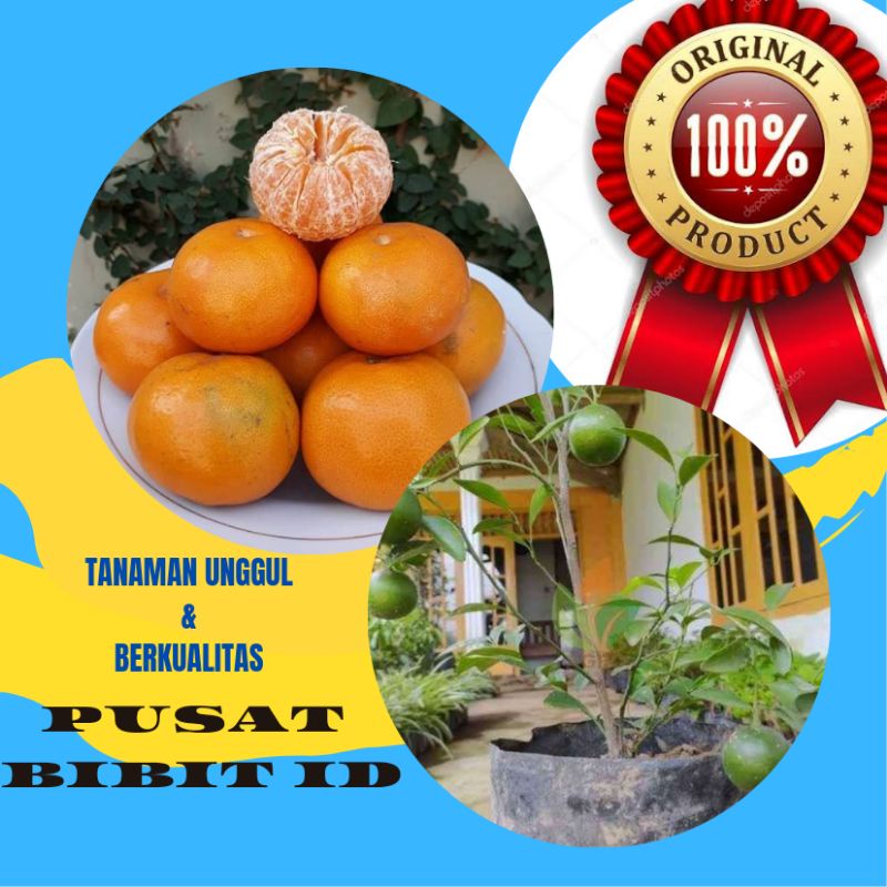 jeruk Santang madu sudah berbuah