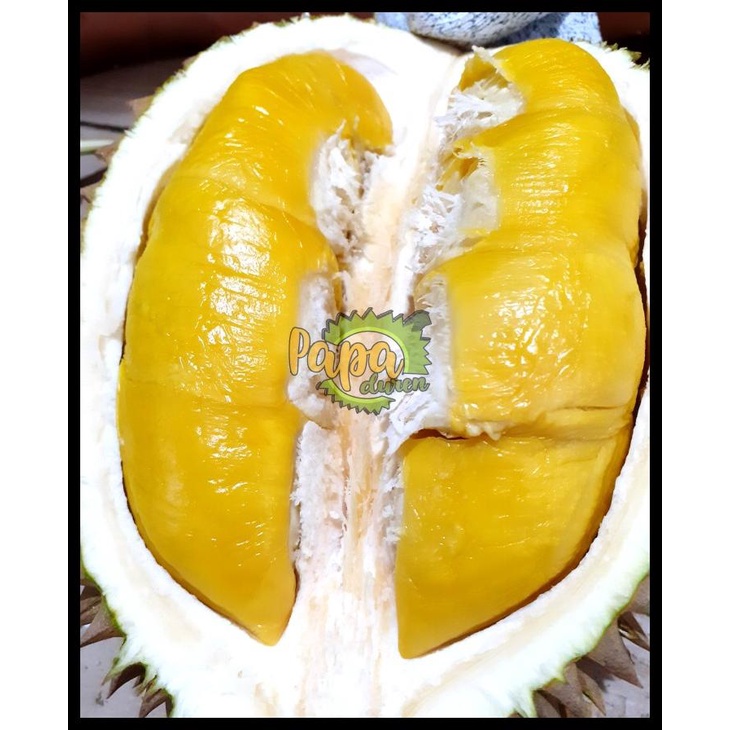 Durian Fresh Musang King - Utuh Bulat Ukuran 1.5 - 2.5 Kiloan