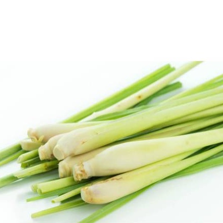 

Serai 500gr/ Batang Serai Besar Hijau