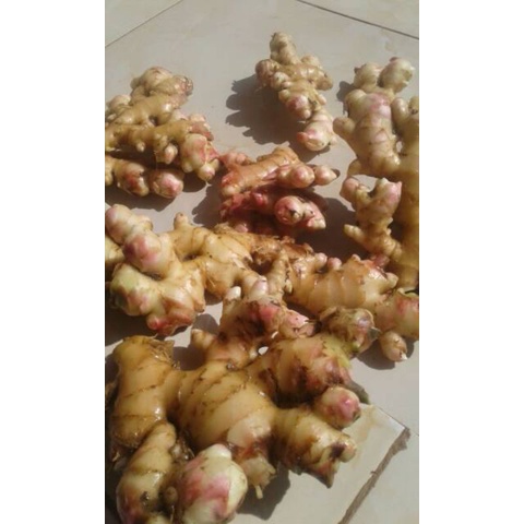 

Jahe Gajah & Jahe Emprit Super 500g Murah