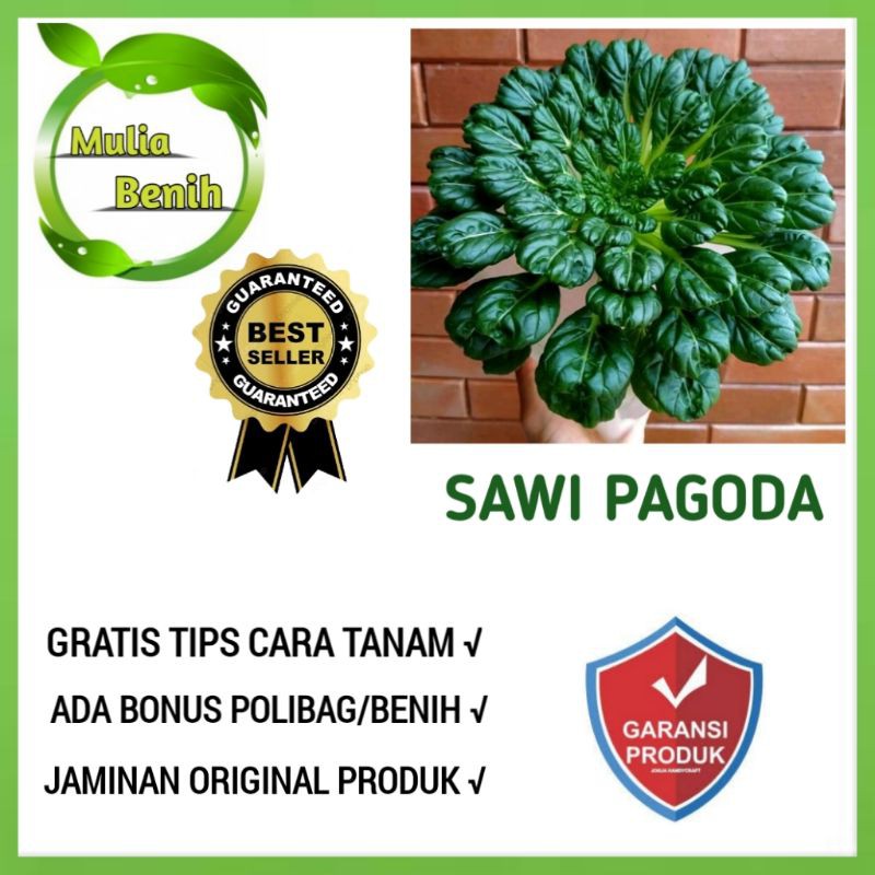 100 Biji - Benih Sawi Pagoda TA KE CHAI - Bibit Sayur Sayuran Sawi Daun Bibit Sawi Selada Hijau Red