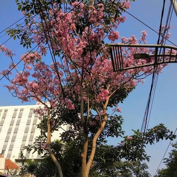 Pohon Tabebuya 1 Meter/Tabebuya Ungu/Tabebuya pink/Tabebuya kuning