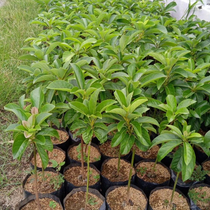 bibit alpukat cuba import