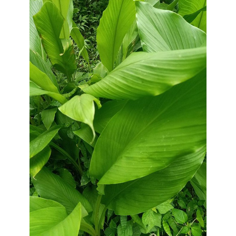 

daun kunyit segar 1 kg