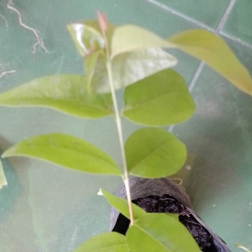 Bibit Bonsai Dewandaru dari biji/Cerme Londo.