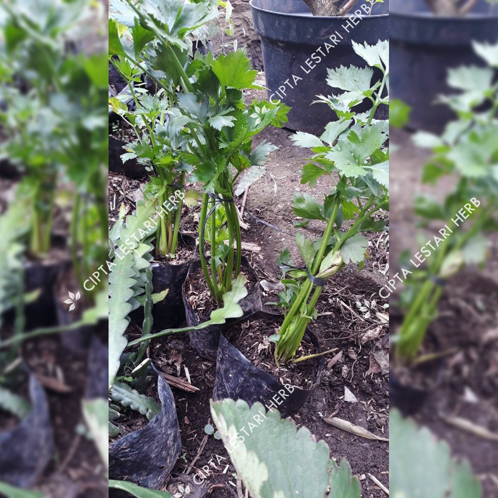 TERBARU Bibit Tanaman Seledri Bibit Tanaman Daun Seledri Bibit Pohon Selederi Bibit Daun Seledri