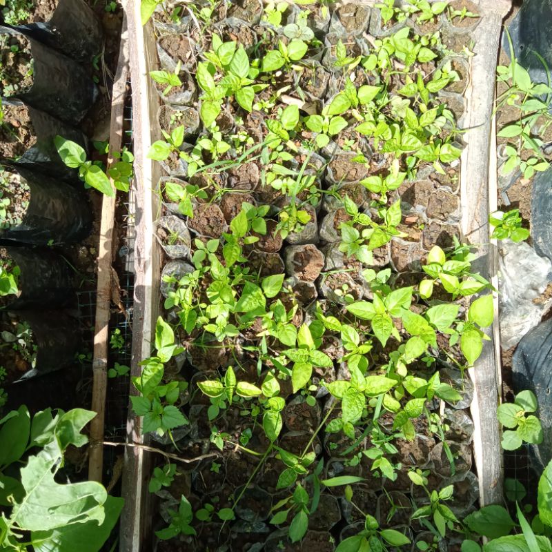 20 Biji Cabai Rawit Hijau