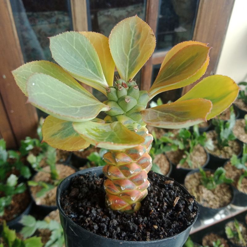 Monadenium Sp