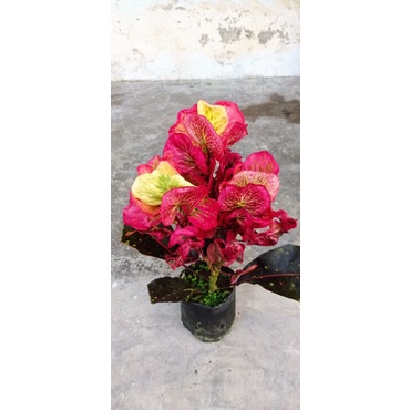 tanaman hias bunga puring apel clara rimbunan