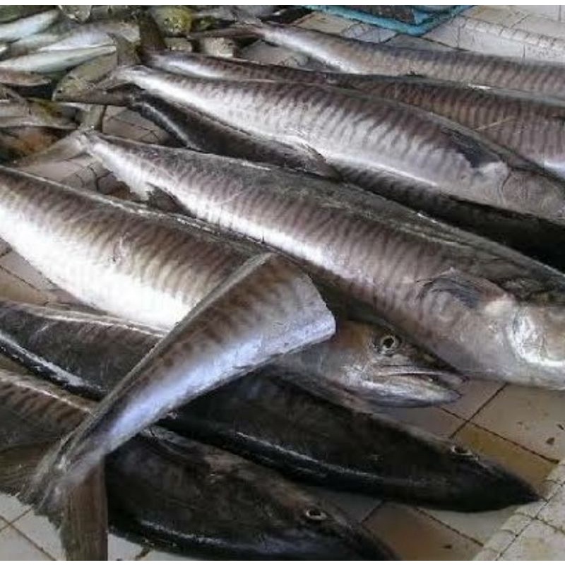 

ikan tenggiri jumbo potong per 500gr full daging