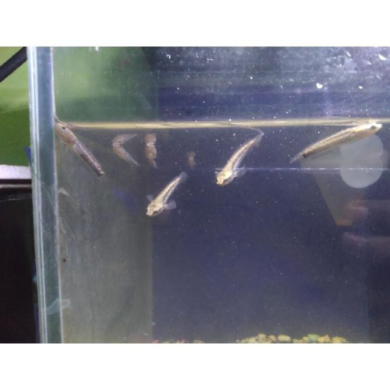 Ready Channa Orna Yellow Lips 3-4Cm Orna Chana Orna Yl Ikan Hias