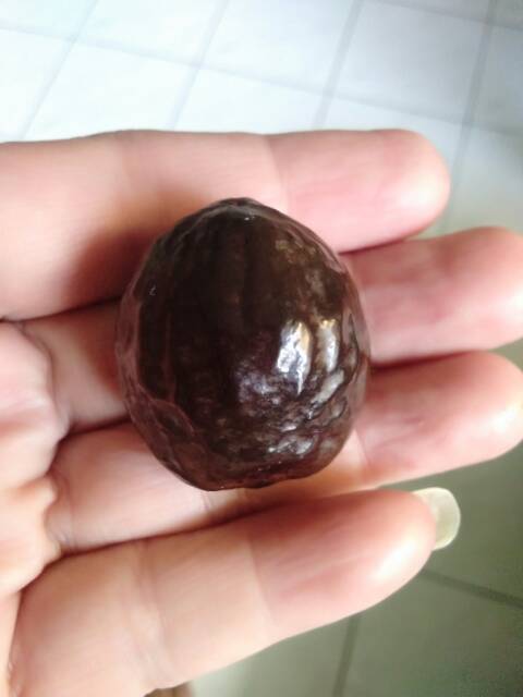 Muncang adu jalim CP matang