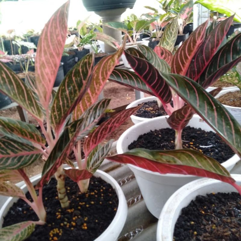 bibit aglonema red sumatra