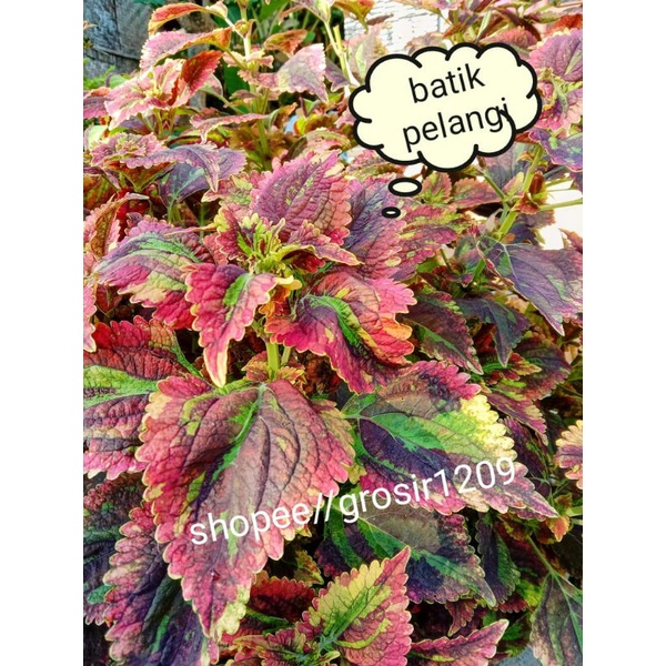 COD MIANA JAWER KOTOK PREMIUM BERAKAR