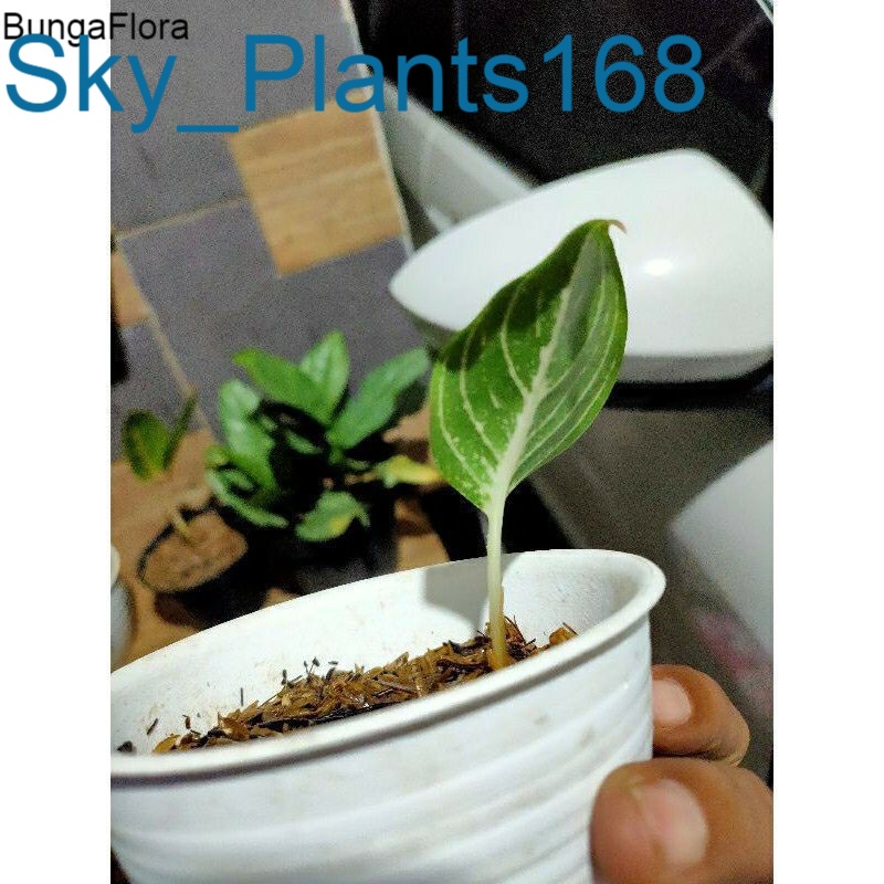 Anakan Aglonema aglonema JT 2000 BIBIT