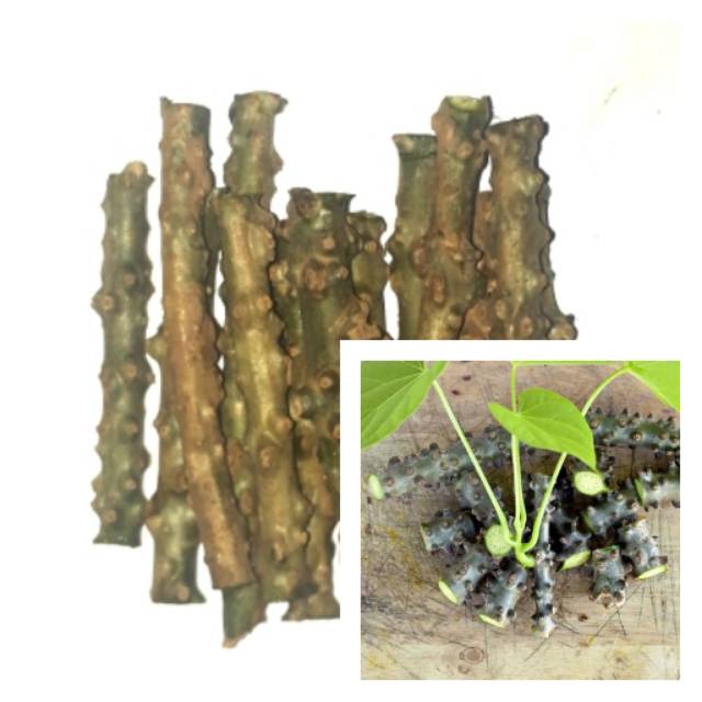 

Brotowali segar 100 gr