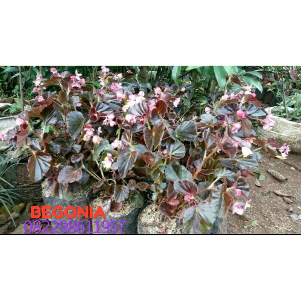 Pohon Begonia daun hijau Bunga merah - Tanaman Hias Begonia