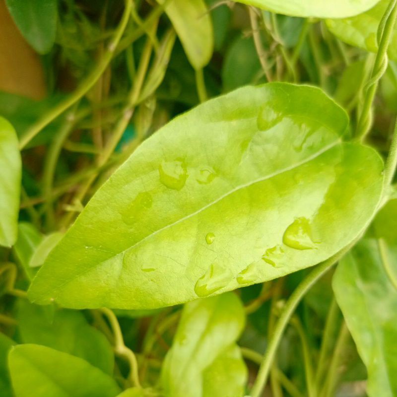 

Daun Cincau Hijau 500 gram