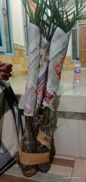 New Produck!! Pohon Kurma Azwa Jantan Dan Betina - Kl 1