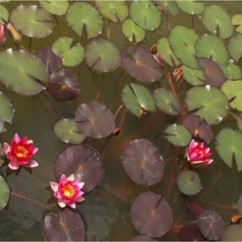 bibit tanaman air teratai rubra merah