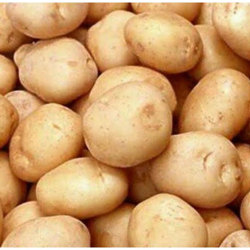 

kentang dieng 500-1000gr