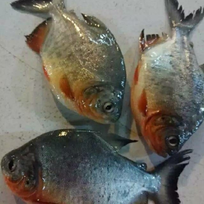 

Ikan Bawal Segar 1 kg