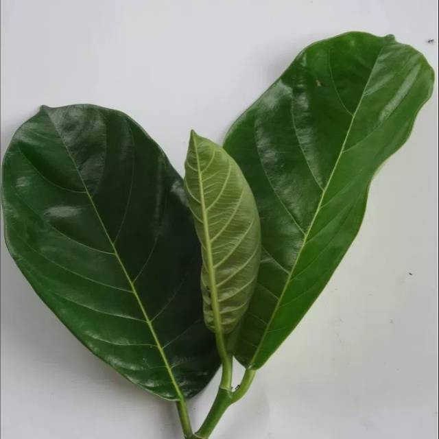 

DAUN HERBAL/DAUN NANGKA PERLEMBAR